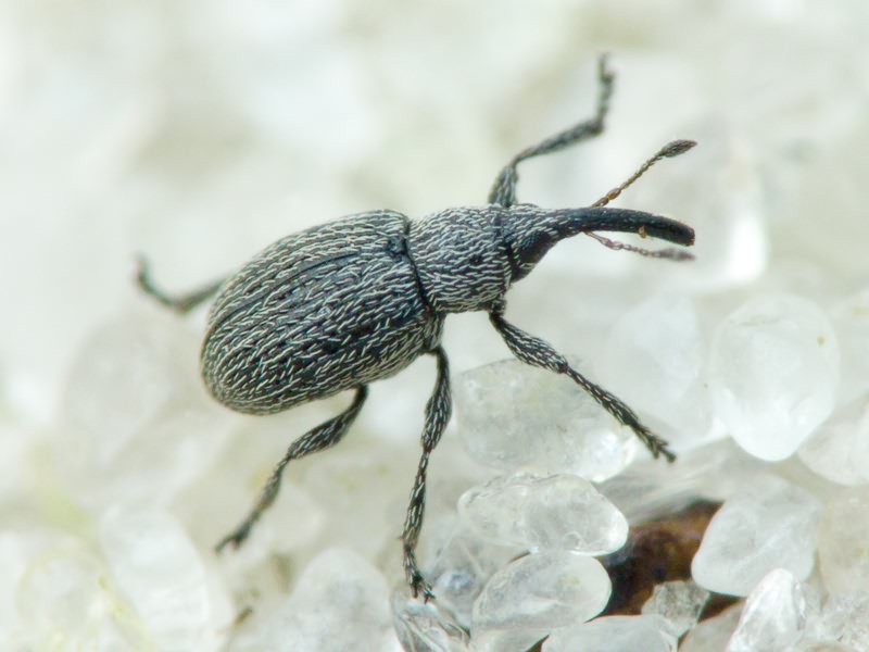 Squamapion oblivium (Schilsky, 1902)